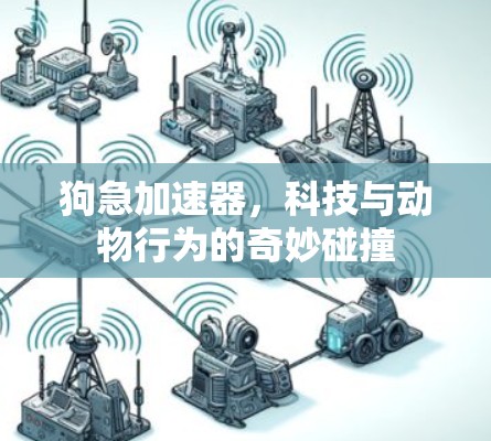 狗急加速器，科技与动物行为的奇妙碰撞